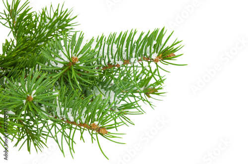 Fir tree branch in snow isolated on white background