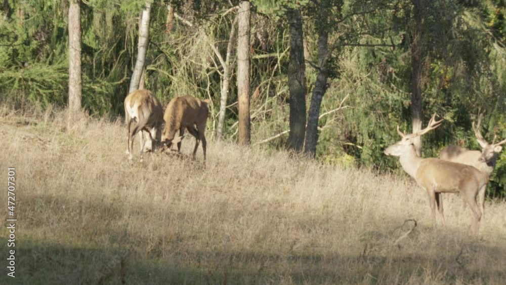 red deer rutting season in germany red deer rutting season in germany