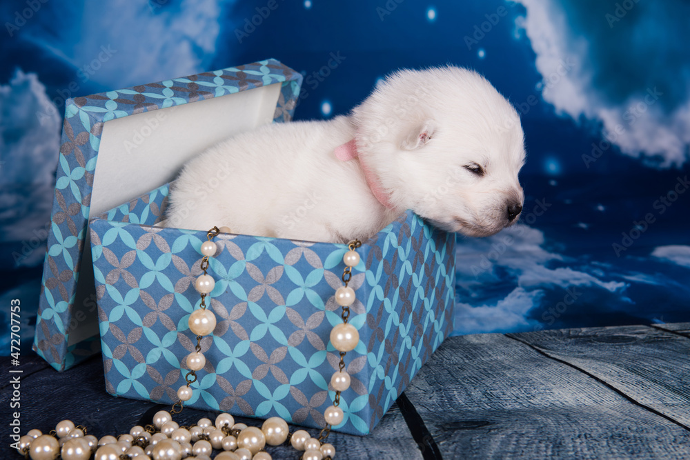 White fluffy small Samoyed puppy dog in a gift box White fluffy small Samoyed puppy dog in a gift box