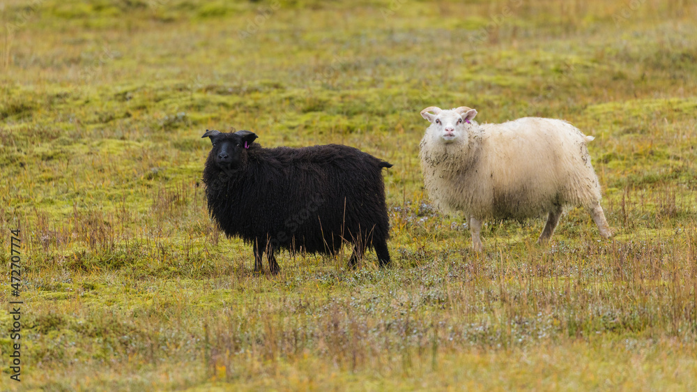 Fototapeta premium Europe, Iceland. View of Icelandic sheep