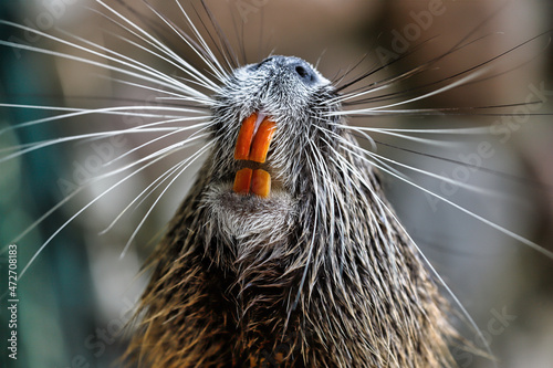 Portrait of coypu by the river close-up of large orange teeth are clearly visible on this coypu