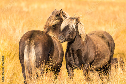 Europe, Iceland. Rugged Icelandic horses endure tough weather. photo