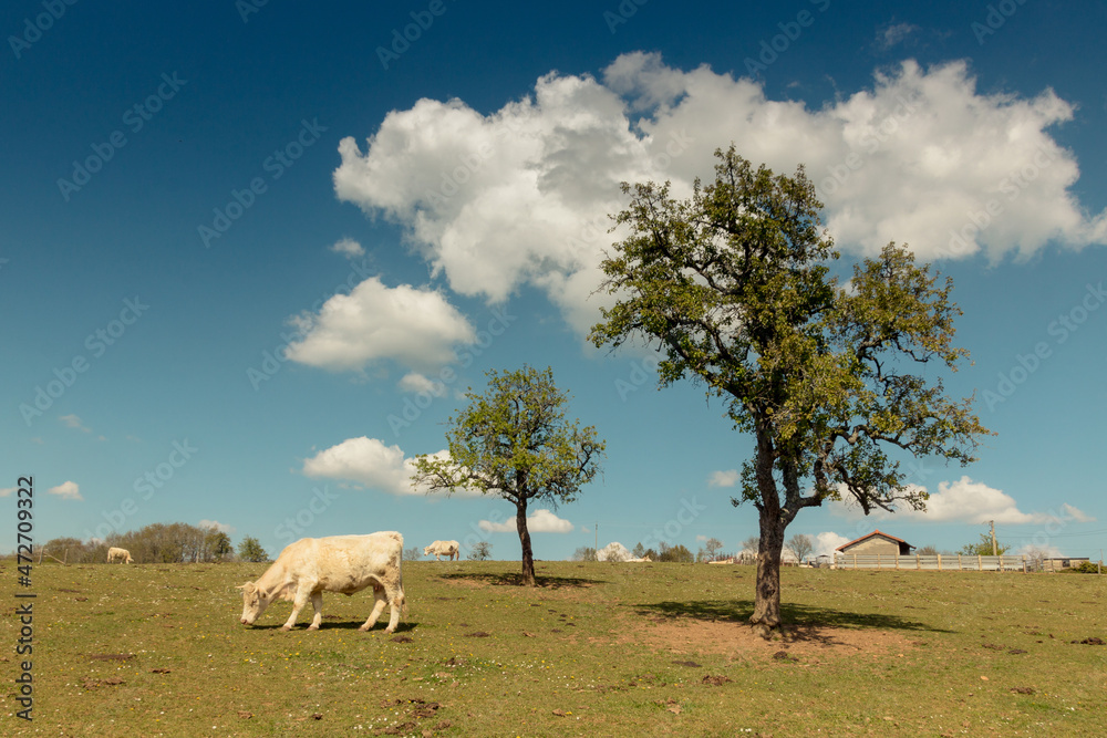 Obraz premium vache charolaise dans un champ au printemps sous un ciel bleu