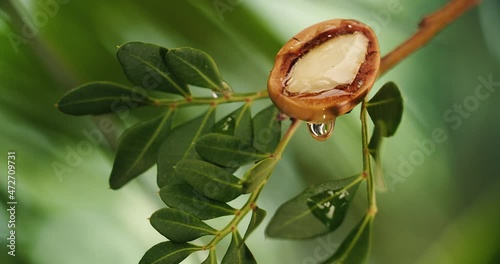 Argan nut oil tree  photo