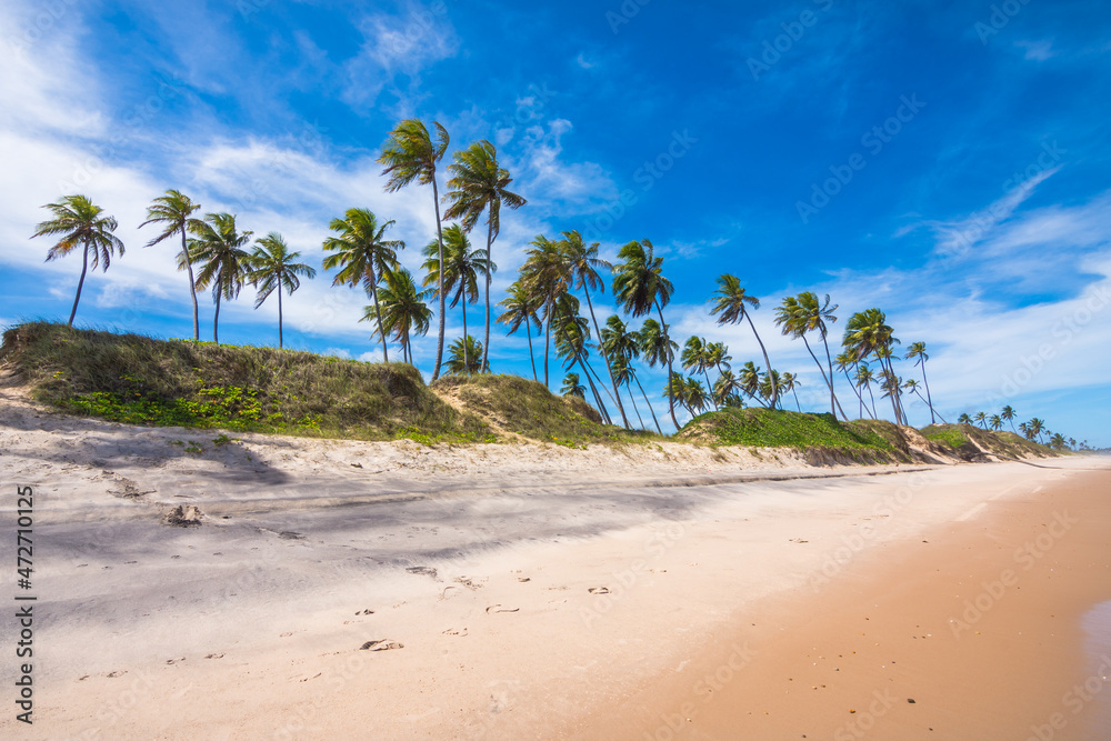 View of some coconut trees at Massarandupió Beach - Bahia, Brazil