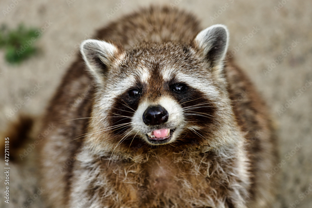 Portrait of cute common raccoon