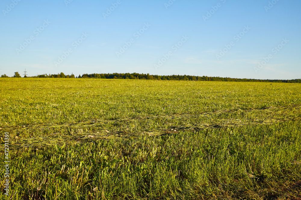 Beautiful empty green grass field in a summer or autumn day or evening. Nature rustic rural landscape Beautiful empty green grass field in a summer or autumn day or evening. Nature rustic rural landscape