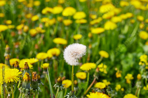 Beautiful Yellow Dandelion in green field in a spring or summer day