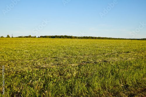 Beautiful empty green grass field in a summer or autumn day or evening. Nature rustic rural landscape