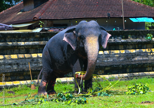 Sri Lankan Domestic Elephants In Kandy Perahara  photo