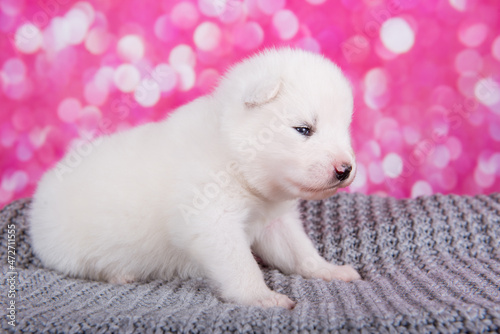 White fluffy small Samoyed puppy on gray knitted wrap