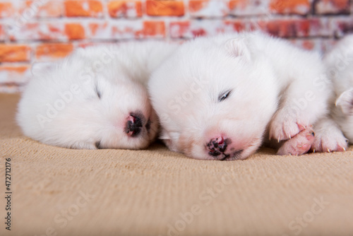 Two small two weeks age old cute white Samoyed puppies dogs © zanna_