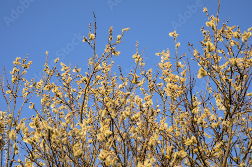 Beautiful pussy willow flowering branch with fluffy catkins on blue sky background