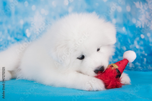 White funny Samoyed puppy dog in red Santa Claus hat