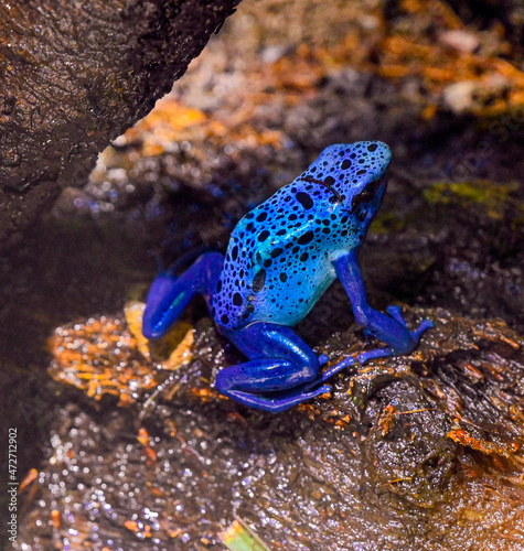 Blue-Poison-Dart-Frog (Dendrobates-azureus) resides in Northeastern-South-America