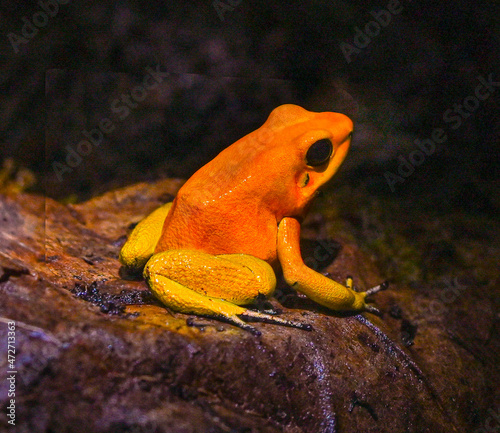 Golden poison dart frog (Phyllobates terribilis). Tropical frog living in South America.