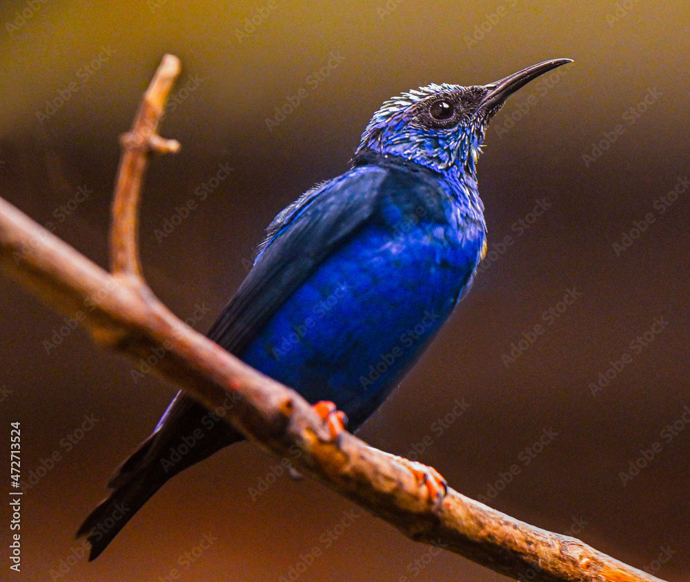 Fototapeta premium Red-legged Honeycreeper male (Cyanerpes cyaneus) perched on a branch