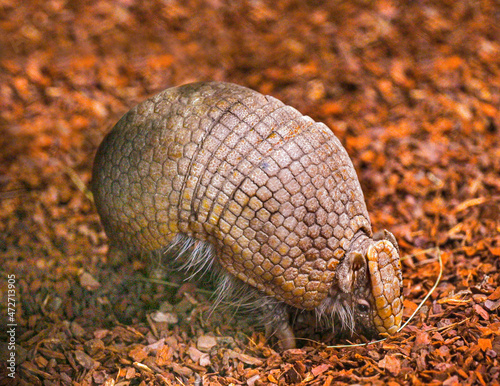 Southern three-banded armadillo (Tolypeutes matacus) runs on the ground photo