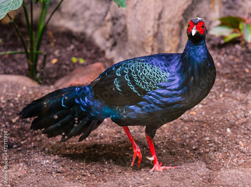Fototapeta Naklejka Na Ścianę i Meble -  Edwards‘s pheasant (Lophura edwardsi)