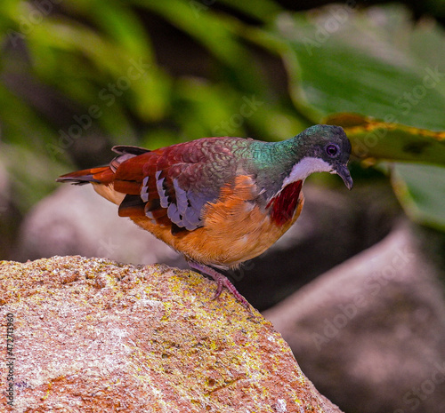 Bartlett‘s bleeding-heart on a stone photo