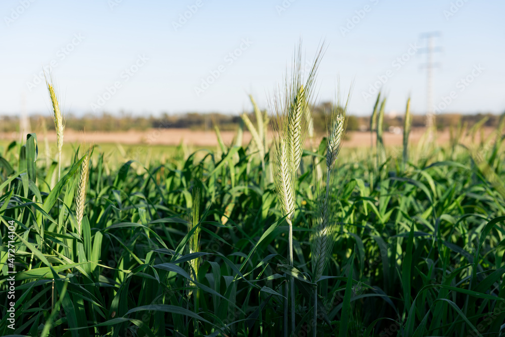 Fototapeta premium Primer plano de espigas de trigo verde, en el campo