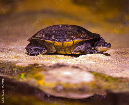 Roti Island snake-necked turtle / McCord‘s snakeneck turtle (Chelodina mccordi) on the ground photo