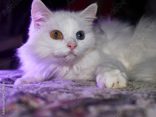 portrait of a cat with heterochromia. low light