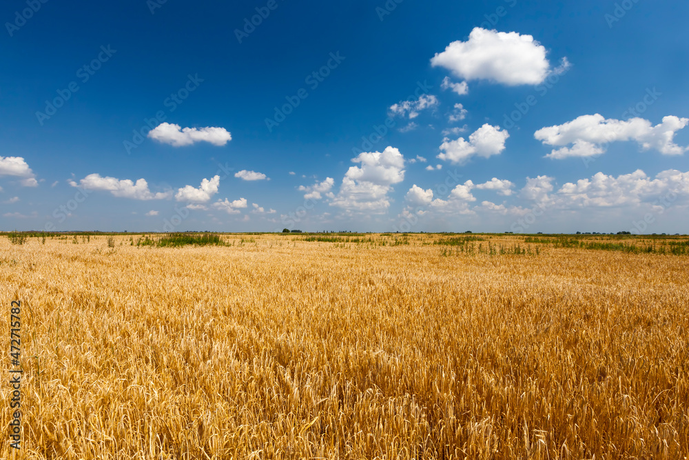 an agricultural field where cereals wheat are grown