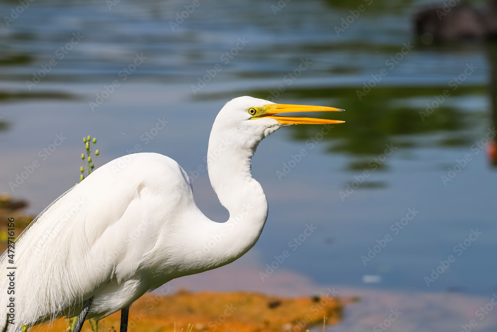 Great Egret, legs in black color, beak and yellow eye. Bird with an open beak on the edge of the lake. Great Egret, legs in black color, beak and yellow eye. Bird with an open beak on the edge of the lake.