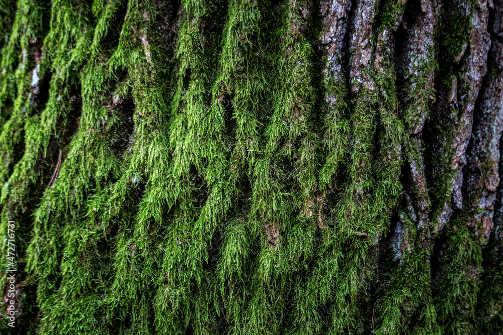 Fototapeta premium mech na pniu starego drzewa z dobrze widoczną grubą korą
