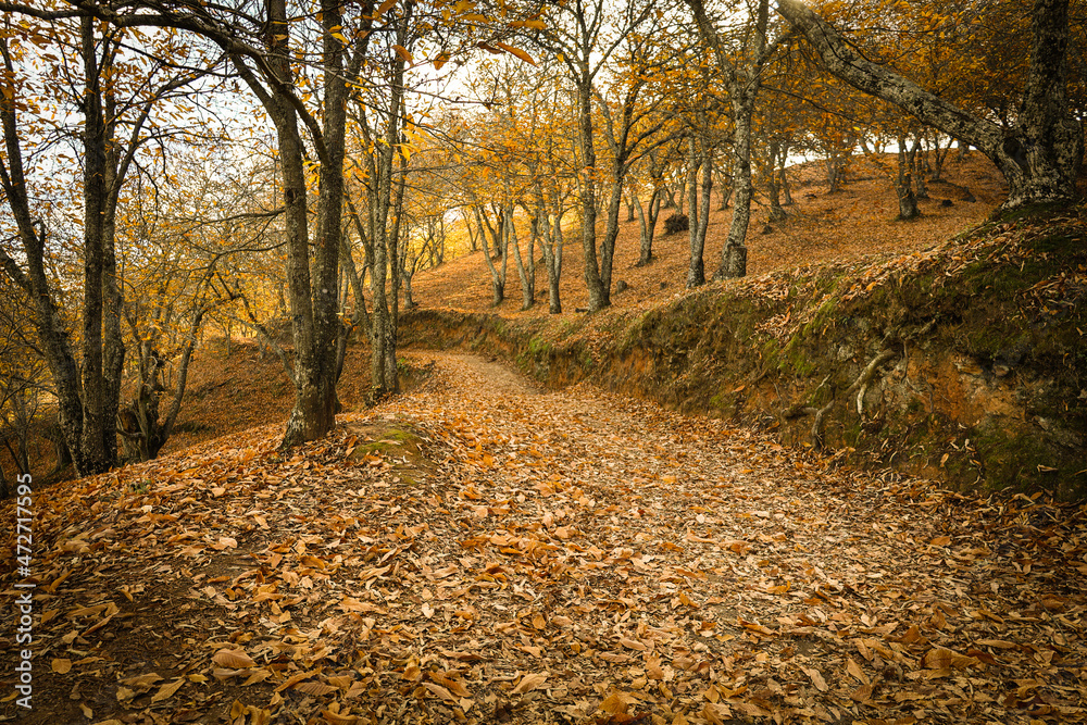 Naklejka premium Chestnut forest in the Genal Valley, Spain.