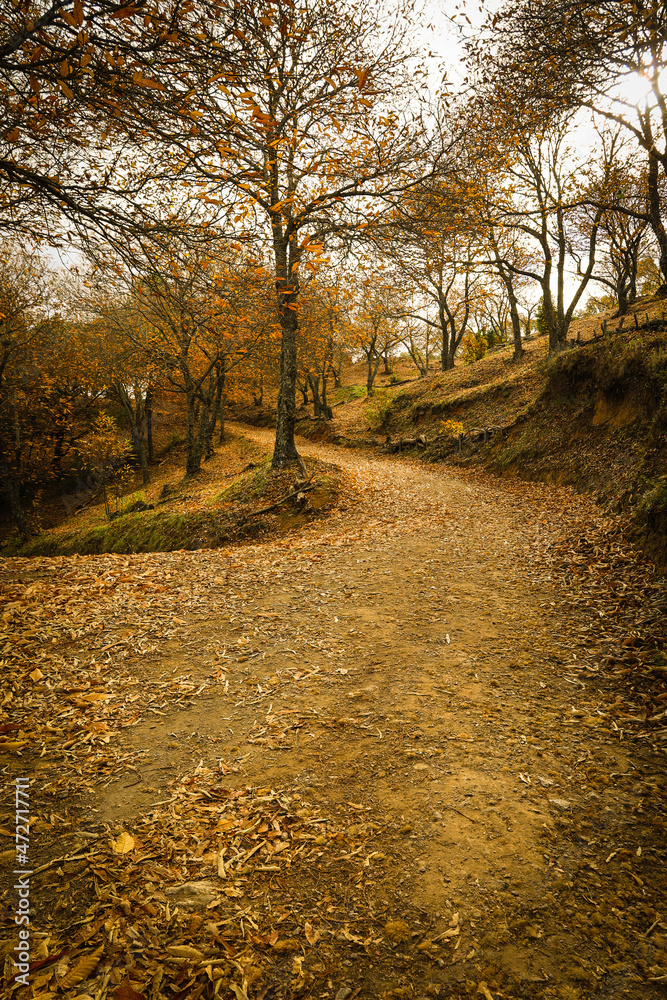 Chestnut forest in the Genal Valley, Spain. Chestnut forest in the Genal Valley, Spain.