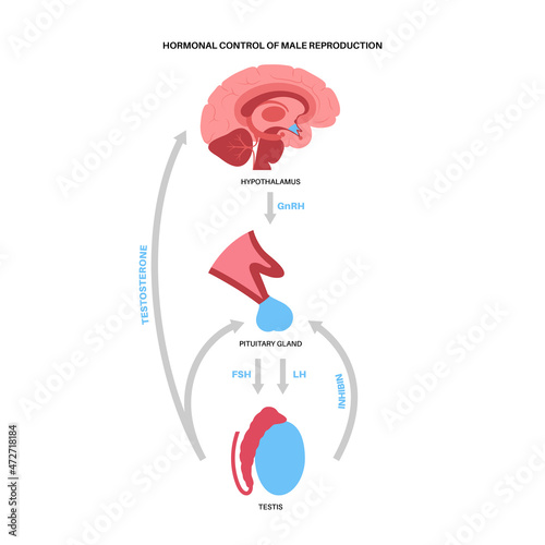 Male reproductive hormones