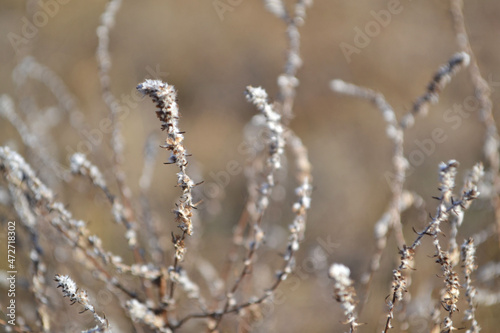 frost on branches © Mariia