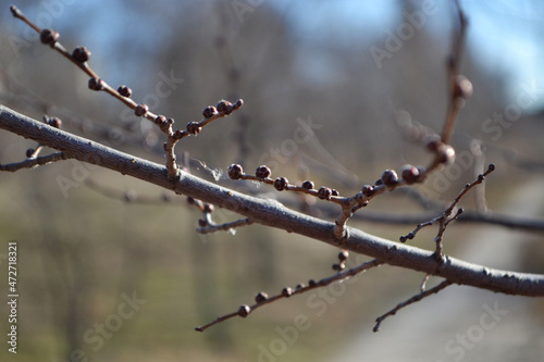 branches of a tree