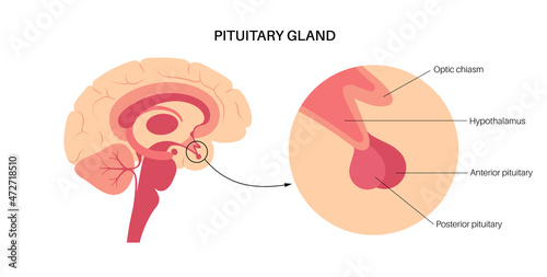 Pituitary gland anatomy