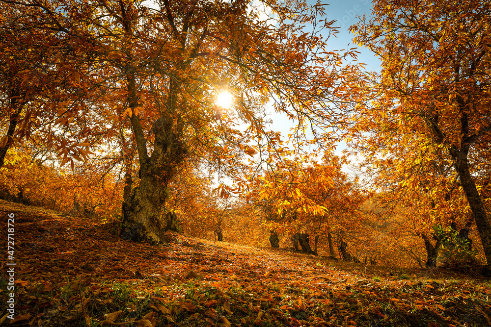 Chestnut forest in the Genal Valley, Spain.