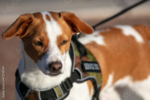 A Cute Jack Russel Terrier Dog Trained to Be a Service Animal and is on.a Leash