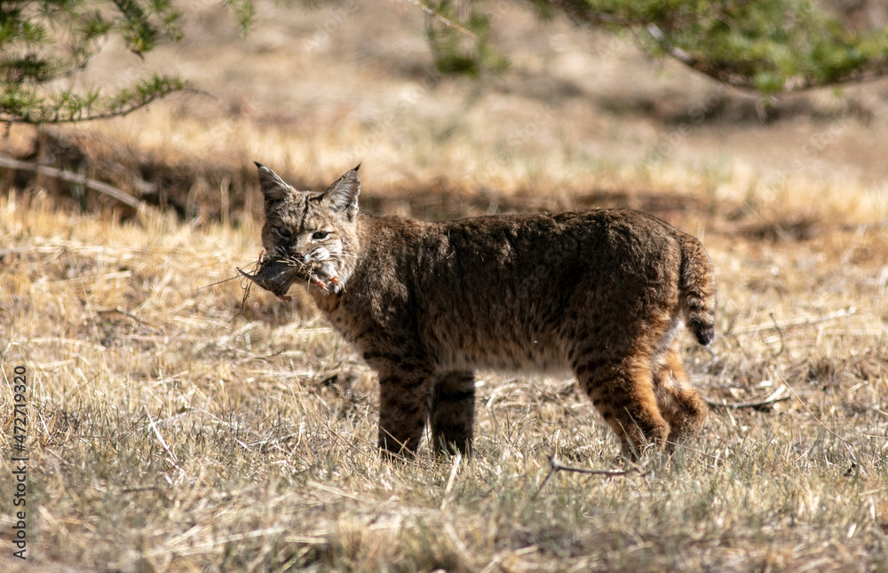 Obraz premium A Bobcat in the Dry California Hills Hunting for food and Catching a Ground Mole still Holding it in its Mouth and Looking at the Camera