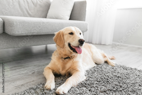 Portrait of cute happy dog lying on rug floor carpet