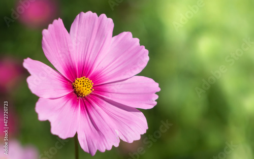 pink cosmos flowers © Champ