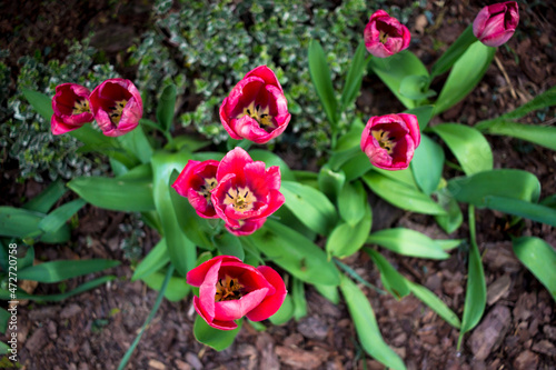 Overblowning Hyacinths (Hyacinthus Multiflora) in the ground.