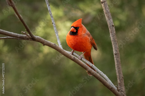 Photo cardinal on a branch