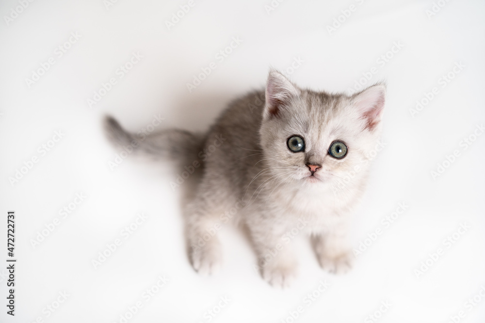 white and gray kitten on a white background, isolated, top view