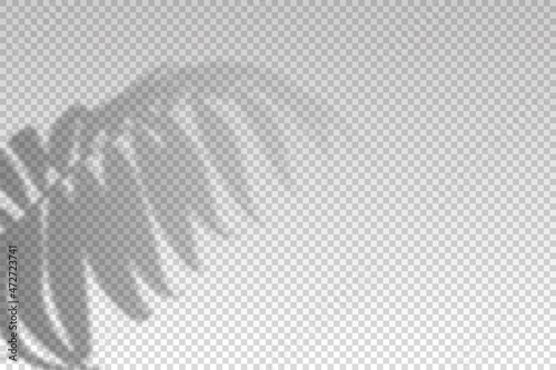 Shadow plant leaf overlay effect. Tropical leaves. Light from window on palm transparent on background. Reflected on the wall. Reflect shade lights. Design mockup. Reflection plants sunlight. Vector