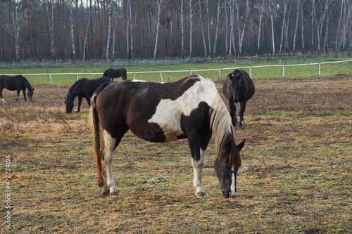 Horses grazing on a pasture near the forest in late autumn 