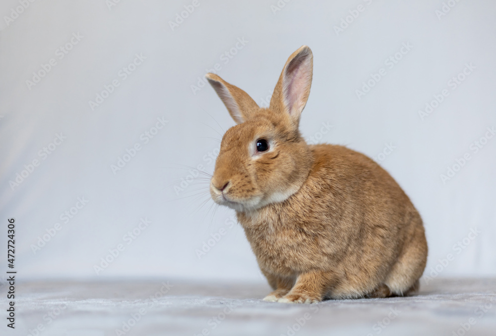 Rufus rabbit sitting up posing white background copy space Rufus rabbit sitting up posing white background copy space