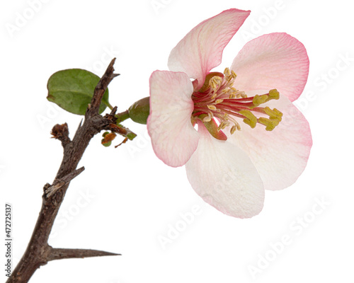 Beautiful flower and twig of crabapple, isolated on white background photo