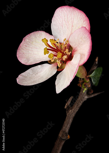 Beautiful flower and twig of crabapple, isolated on black background photo