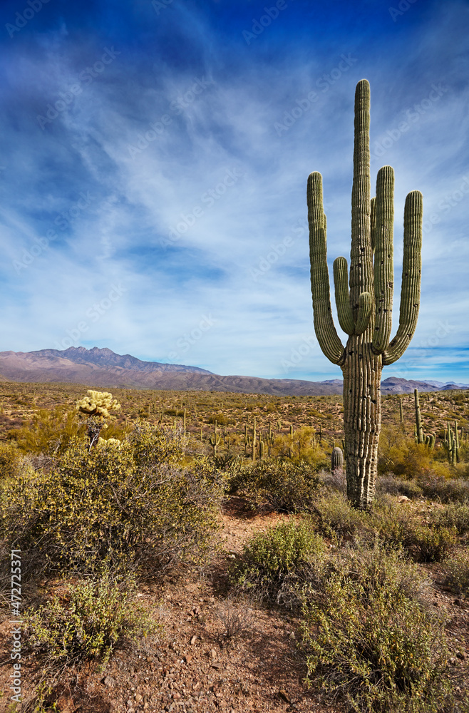 Tall Saguaro cactus with the Four Peaks mountains in the distance